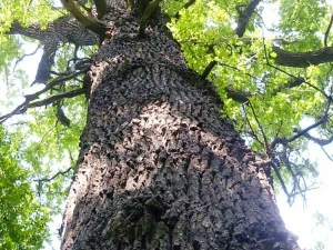 Дуб черешчатый (лат. Quercus robur)